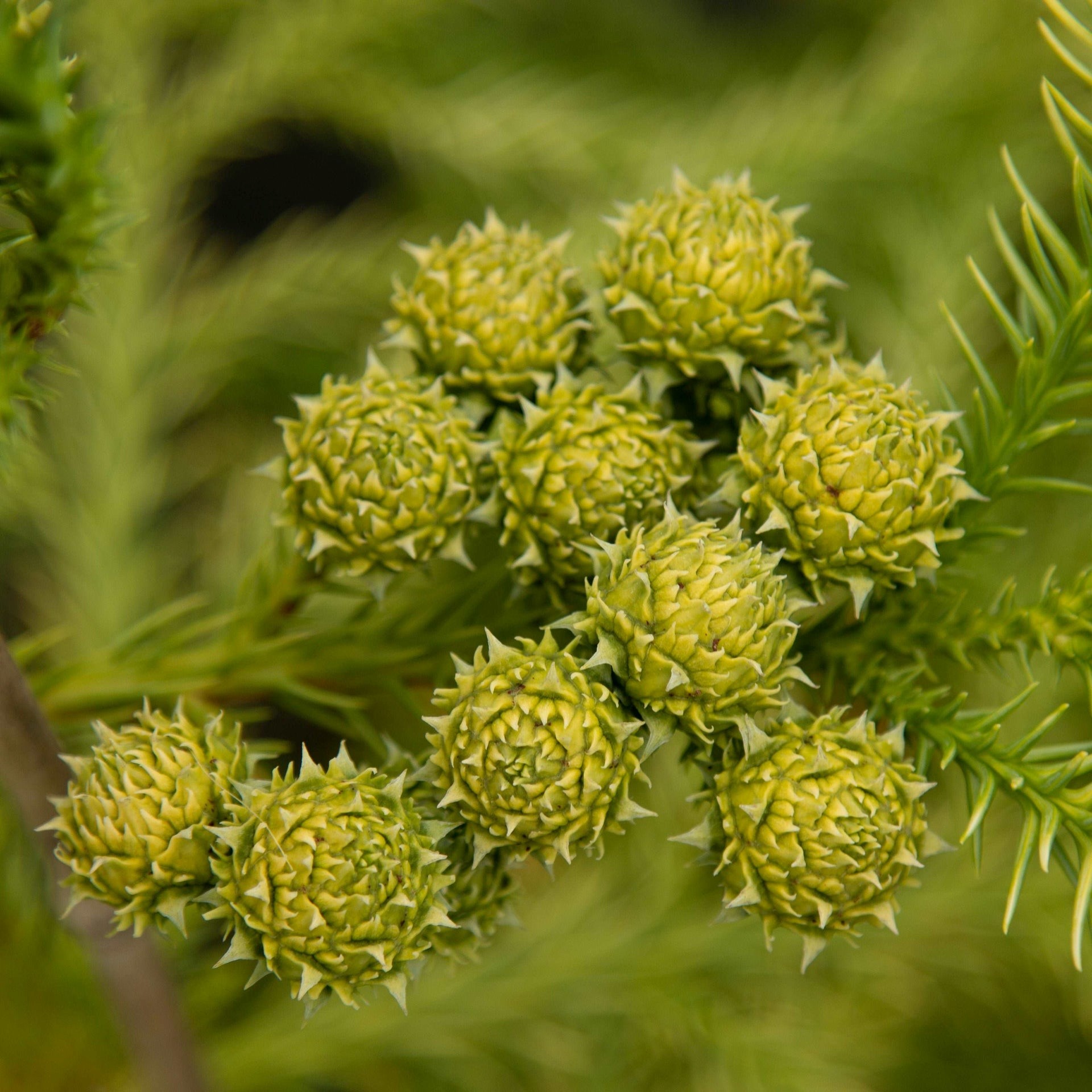 Криптомерия японская Секкан-Саги